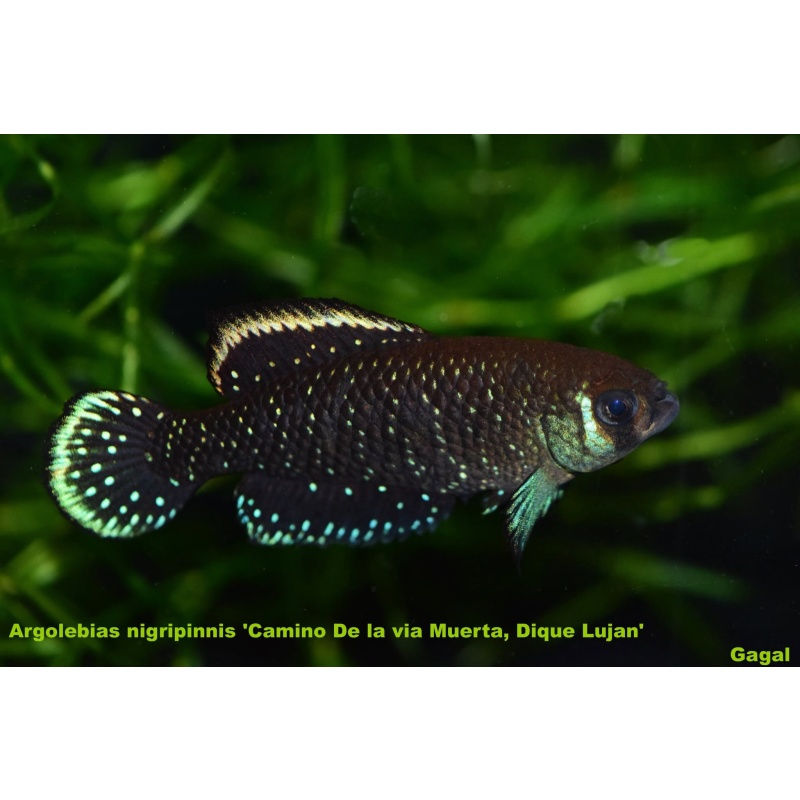 Argolebias nigripinnis 'Camino De la via Muerta, Dique Lujan'