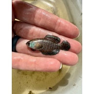 Blackfin Pearlfish EGGS [Austrolebias nigripinnis URU 25-16 Rio Negro] Handcounted 20+