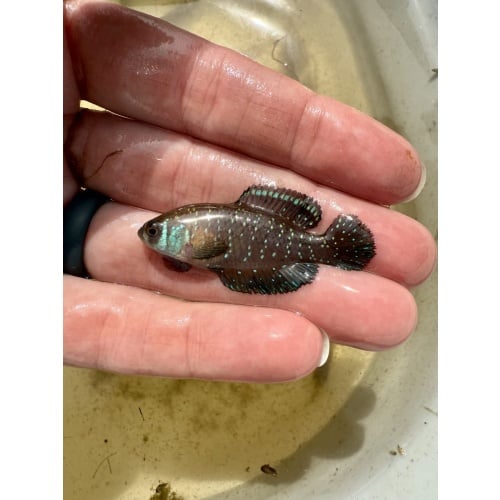 Blackfin Pearlfish EGGS [Austrolebias nigripinnis URU 25-16 Rio Negro] Handcounted 20+