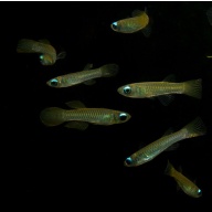 group of 6 normans blue  lampeye