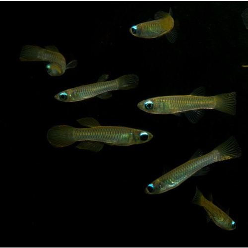 group of 6 normans blue  lampeye