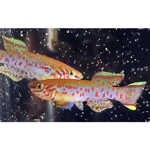Fundulopanchax gardneri Nsukka pair