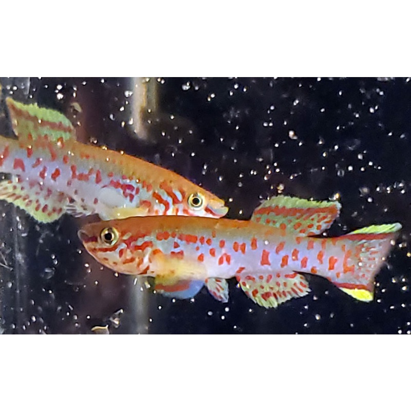 Fundulopanchax gardneri Nsukka pair