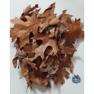 Oak Leaves - Kentucky Collected