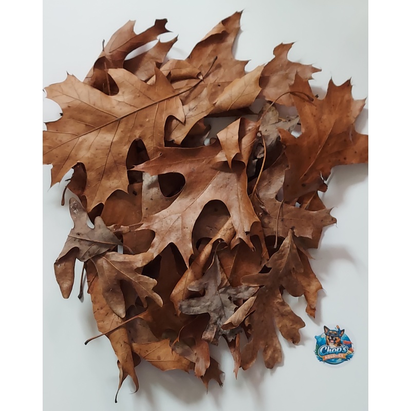 Oak Leaves - Kentucky Collected