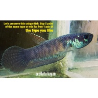 protect from extinction wild betta ocellata kayan pair