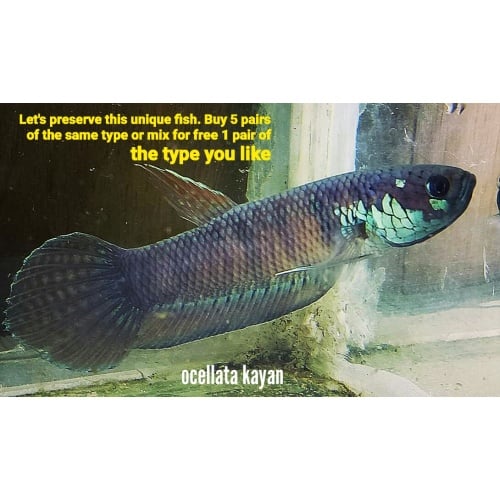 protect from extinction wild betta ocellata kayan pair