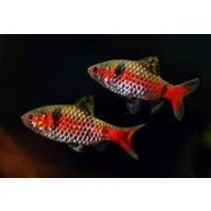 3 pair odessa barbs