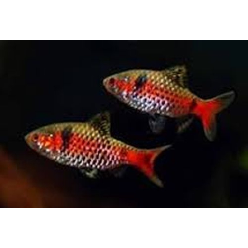 3 pair odessa barbs