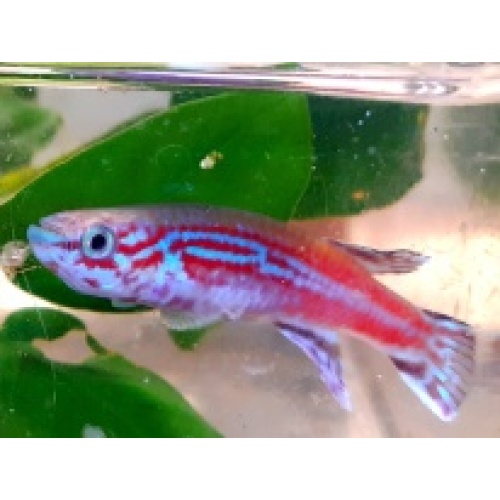 Aphyosemion ogoense GBH 80/24  25 eggs