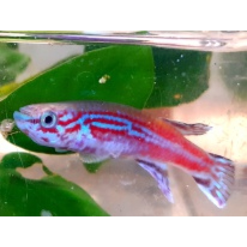 Aphyosemion ogoense GBH 80/24  25 eggs