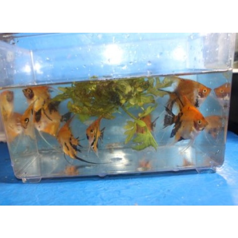 10 ORANGE KOI ANGELFISH!!! QUARTER SIZE!!! NICE!!!!!