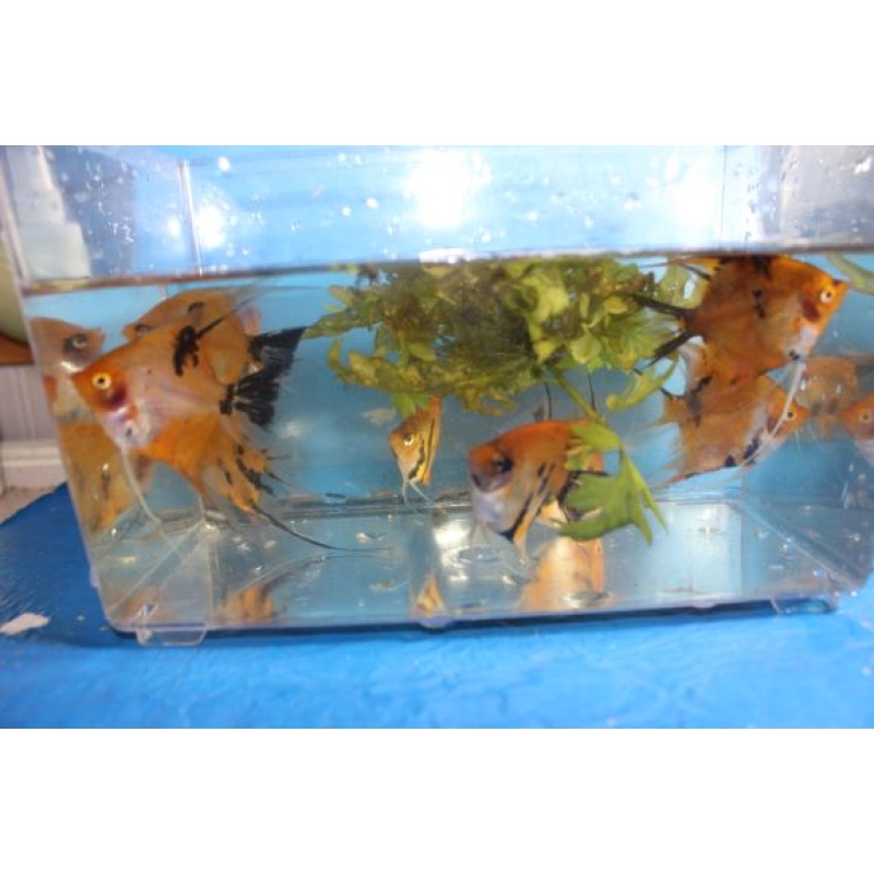 10 ORANGE KOI ANGELFISH!!! QUARTER SIZE!!! NICE!!!!!