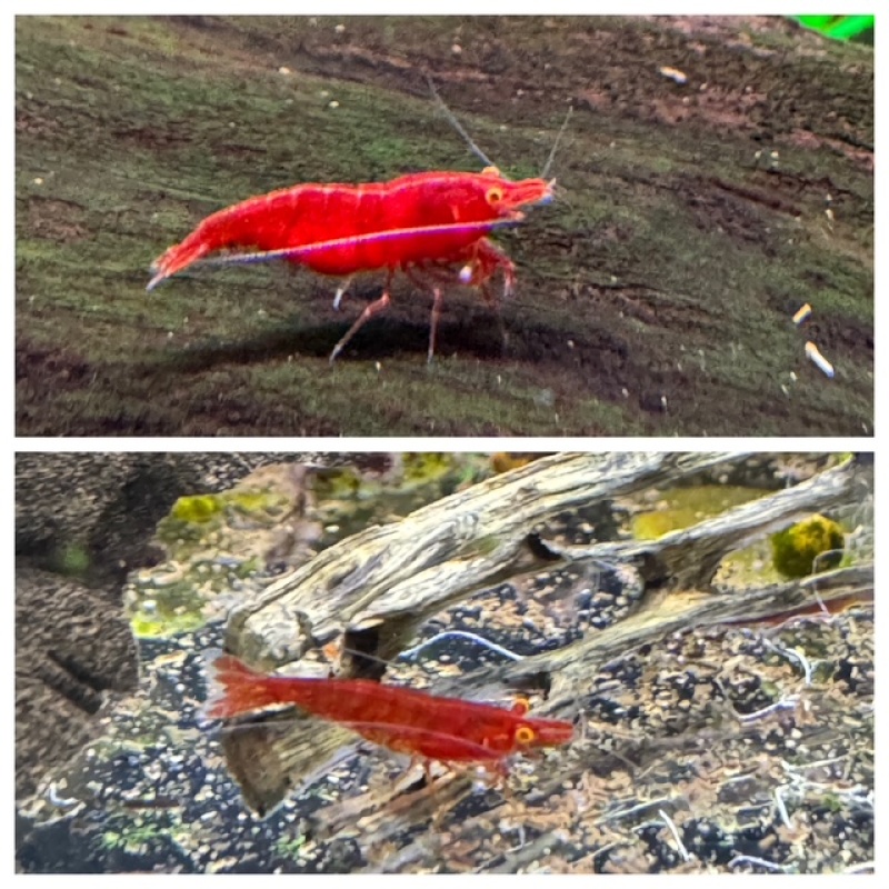 10 Orange Eye Red Demon Neocaridina (orange eye bloody mary)