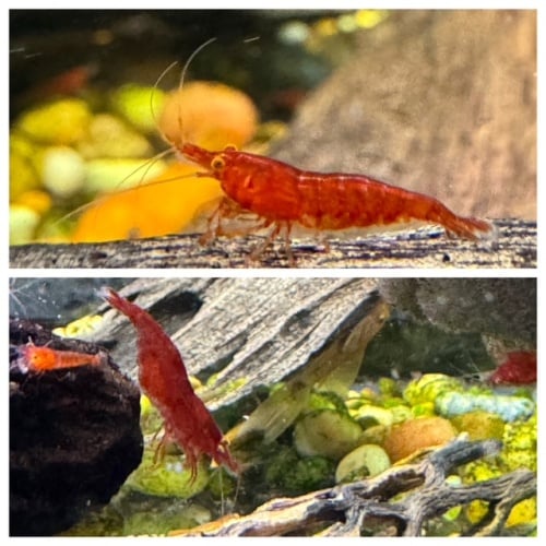 10 Orange Eye Red Demon Neocaridina