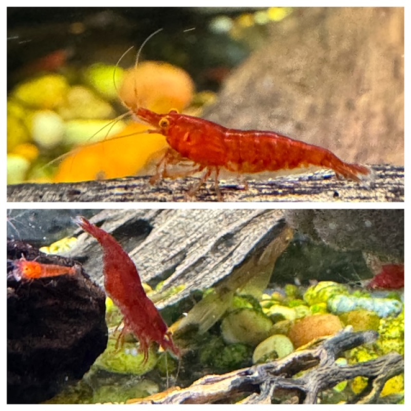 10 Orange Eye Red Demon Neocaridina