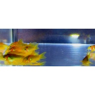 4 orange laser corys