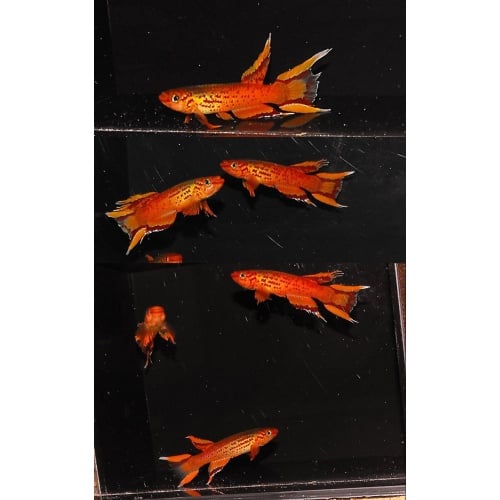 Breeding pair of Orange Australes