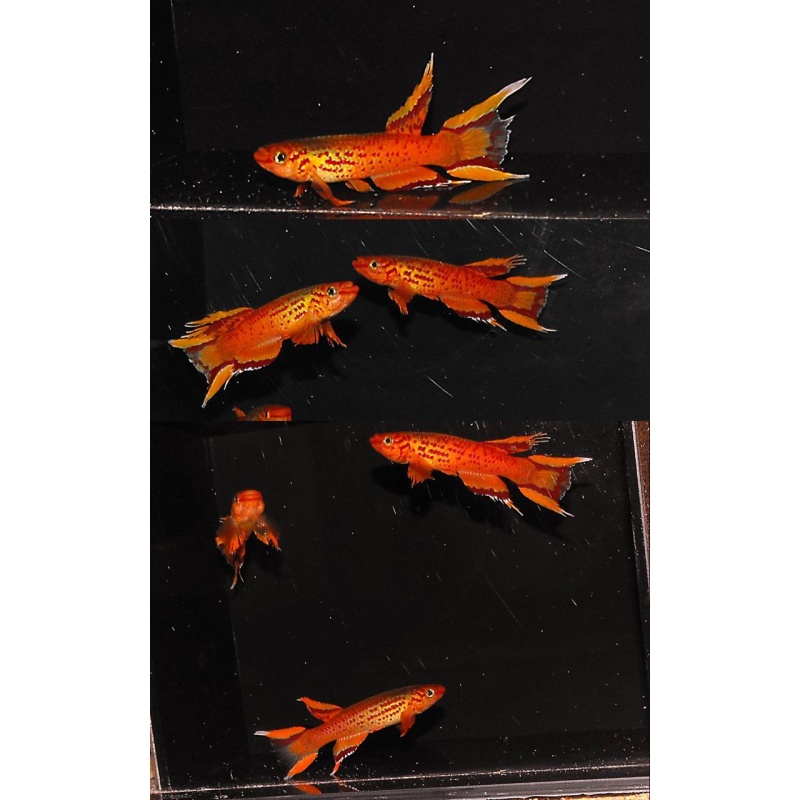 Breeding pair of Orange Australes