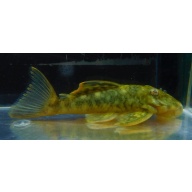 Orange Seam L106 pleco