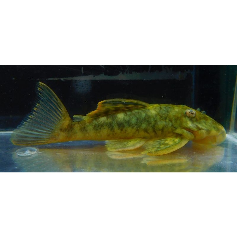 Orange Seam L106 pleco