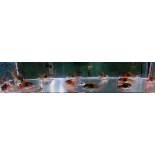 5 tank raised orange venezuelan corys