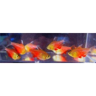 8 orange von rio tetras