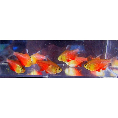 8 orange von rio tetras