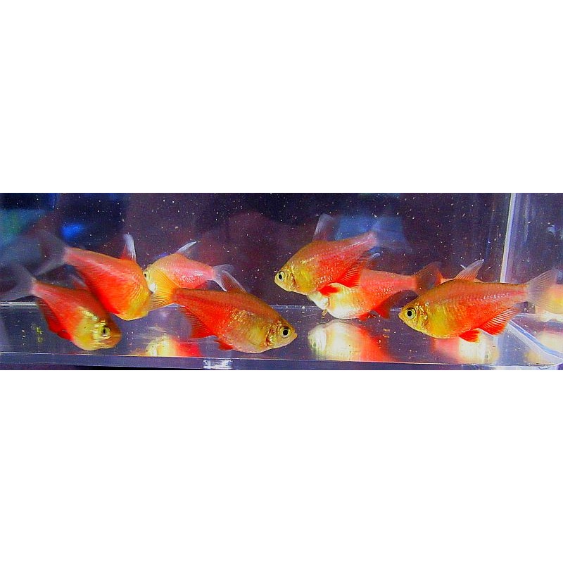 8 orange von rio tetras