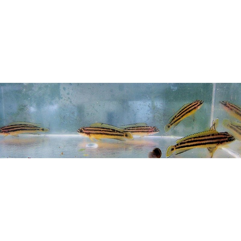 group of 4 ornatus