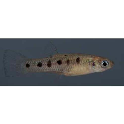 Poeciliopsis gracilis Rio Del Oro