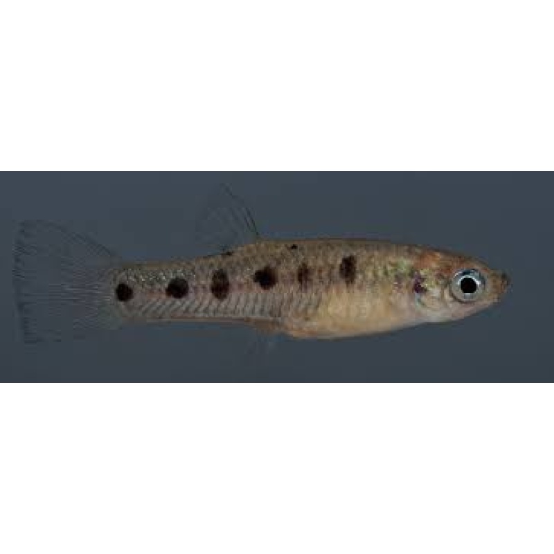 Poeciliopsis gracilis Rio Del Oro