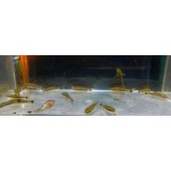 8 otos