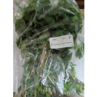 12 bunches, 36 plus stems of ovalis ludwigia