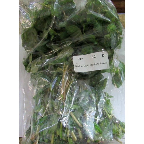 12 bunches, 36 plus stems of ovalis ludwigia