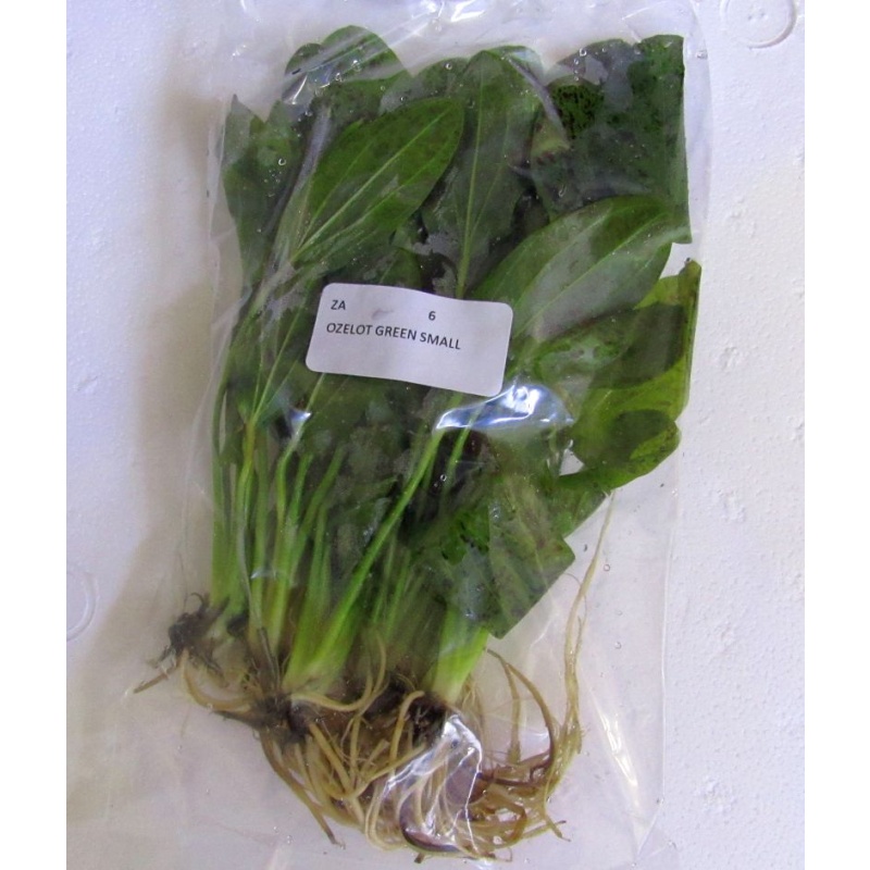 6 medium ozelot green swords