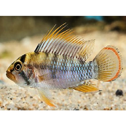 PAIR of Apistogramma Baenschi "Inka 50"