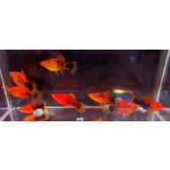 6 painted platys