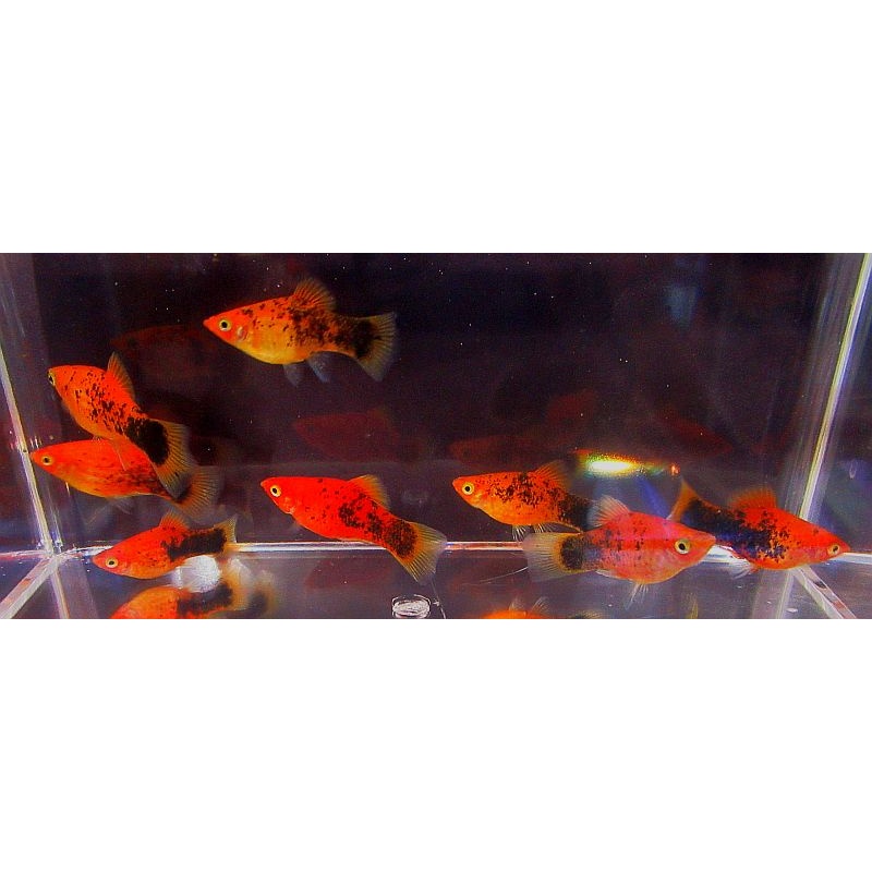 6 painted platys
