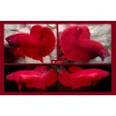 PAIR OF HMPK SUPER RED!! #1 (Shipping Cost Included in Price)