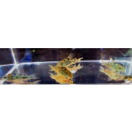 6 tank raised paleatus corys