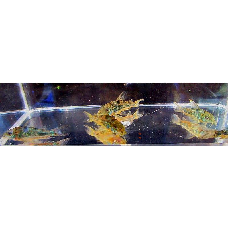 6 tank raised paleatus corys
