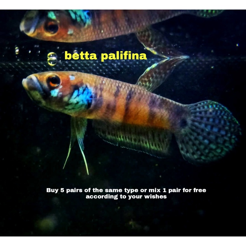 protect from extinction wild betta pallifina pair