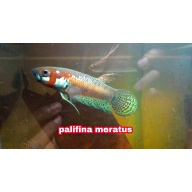 protect from extinction wild betta pallifina meratus pair