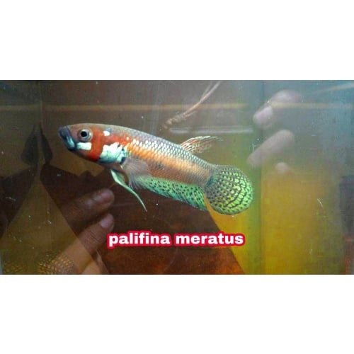 protect from extinction wild betta pallifina meratus pair