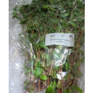 12 bunches, 36 plus stems of palustris ludwigia