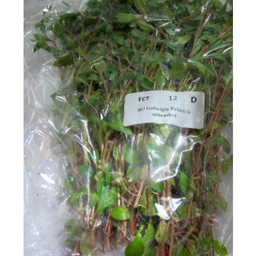 12 bunches, 36 plus stems of palustris ludwigia