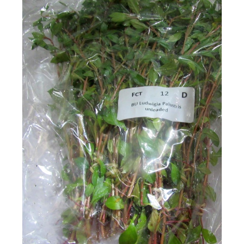 12 bunches, 36 plus stems of palustris ludwigia