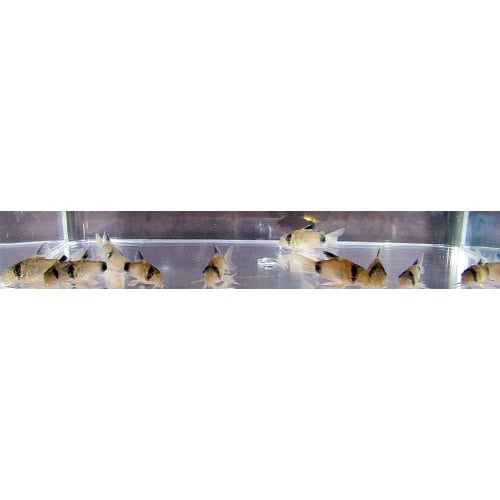 5 tank raised panda corys