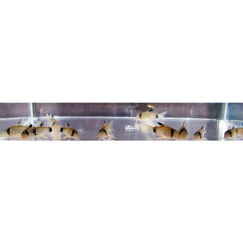 5 tank raised panda corys